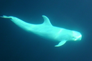 Delfin bajo el mar